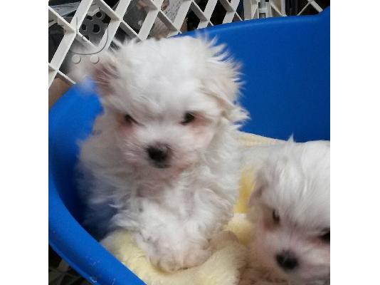 PoulaTo: Sweettest Purebred Teacup Μαλτέζικα κουτάβια προς πώληση